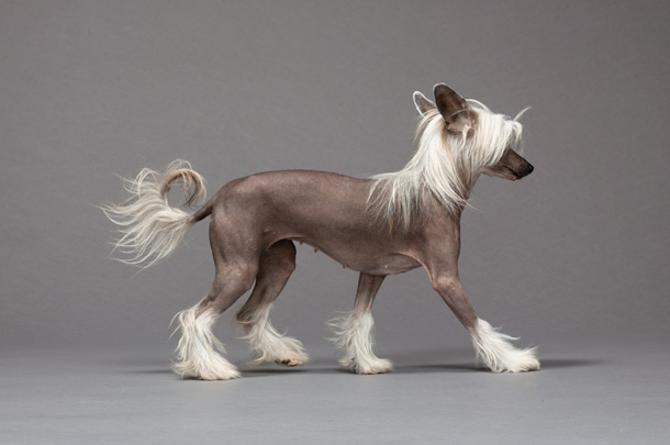TOP 5: Most Expensive and Unique Pets In The World Chinese Crested TOP 5 Most Expensive and Unique Pets in the World