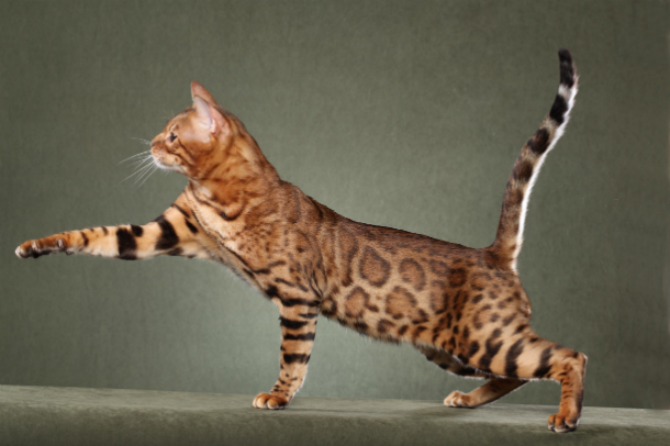 Savannah-Cats_TOP-5-Most-Expensive-and-Unique-Pets-in-the-World  TOP 5: Most Expensive and Unique Pets In The World Savannah Cats TOP 5 Most Expensive and Unique Pets in the World