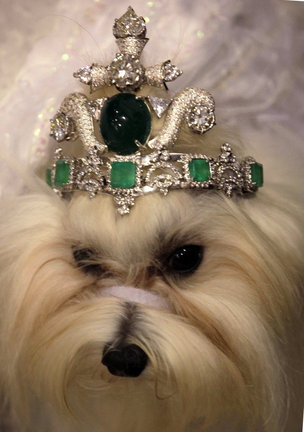 top-5-most-expensive-dog-collars_dog-tiara  TOP 5: Most expensive Dog Collars top 5 most expensive dog collars dog tiara
